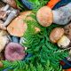 18 façons faciles de remplacer les champignons