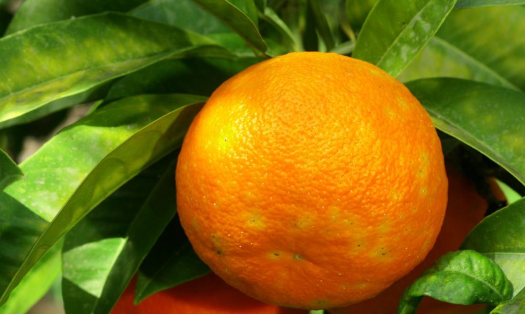 Citrus aurantium ‘Bouquetier de Nice’