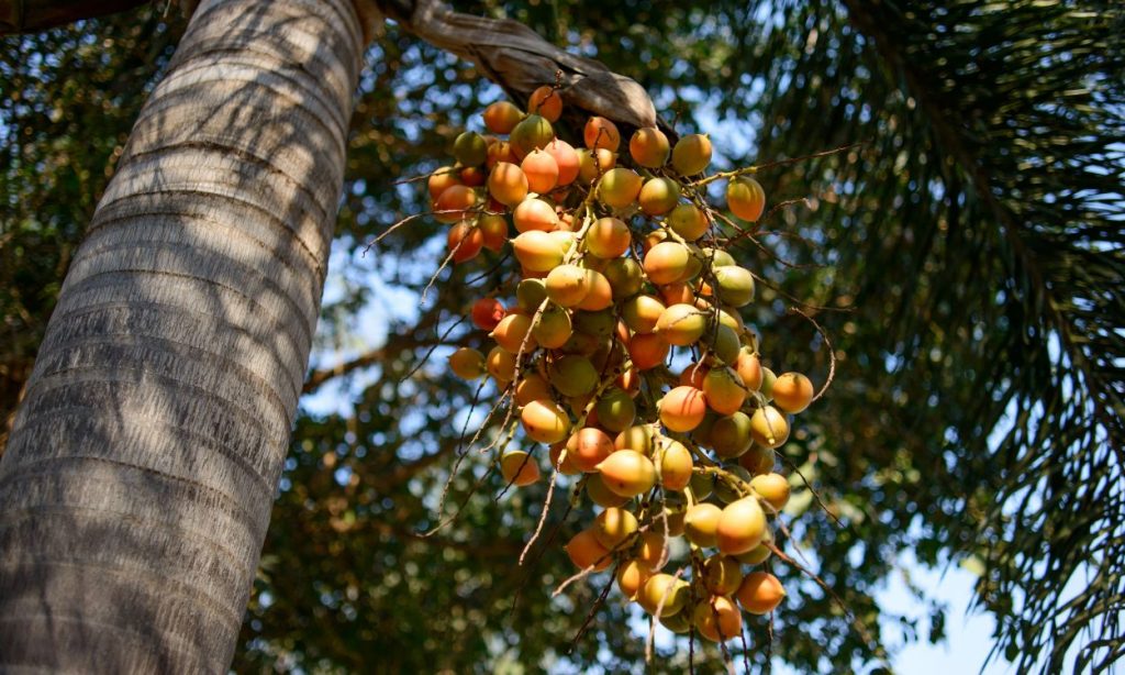 Fruit du palmier abricot