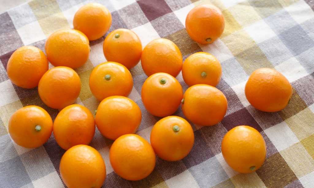 Kumquat Marumi