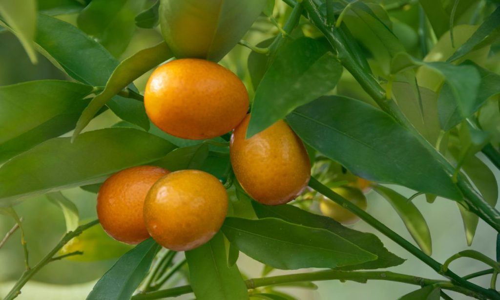 Kumquat Nagami