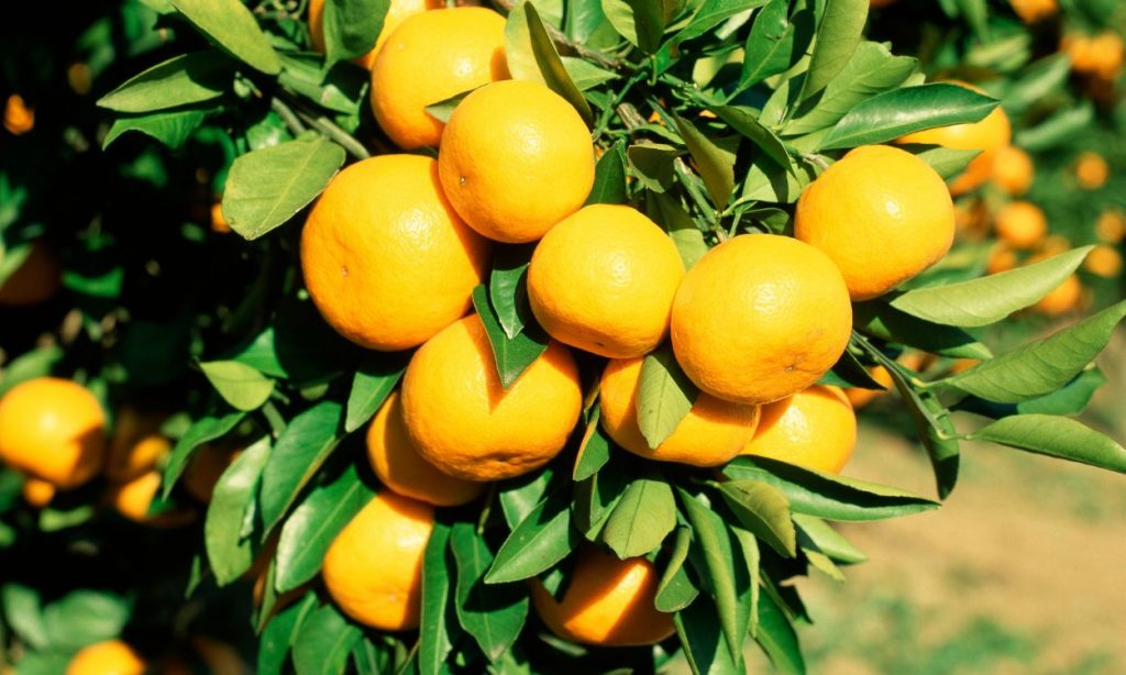 Mandarine satsuma ‘Okitsu’