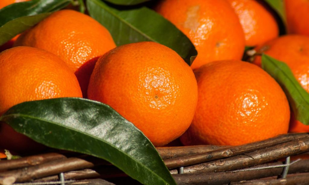 Mandarine satsuma ‘Owari’