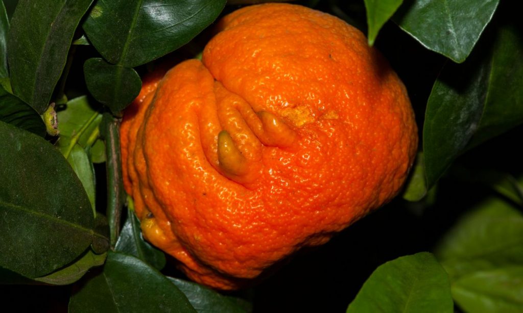 Orange amère
