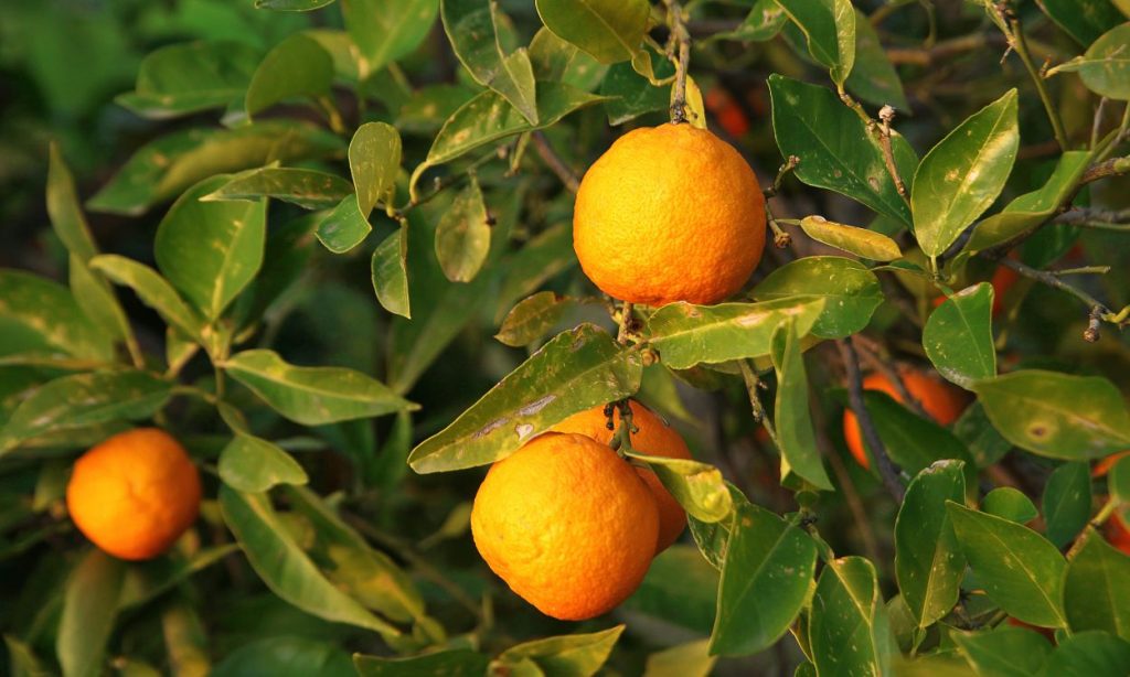 Orange amère à feuilles de myrte