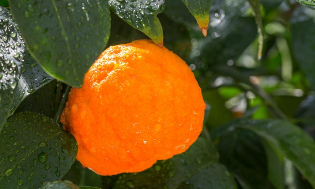 Orange amère ‘Bouquetier de Fleur’